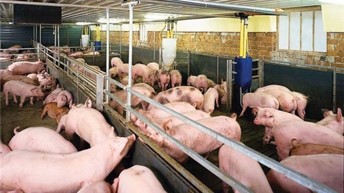 Giá thịt lợn tại Việt Nam cao gần gấp đôi châu Âu