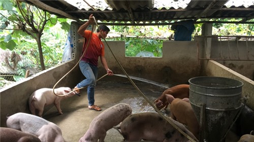Dịch tả lợn châu Phi đã đến ngay sát nách Việt Nam