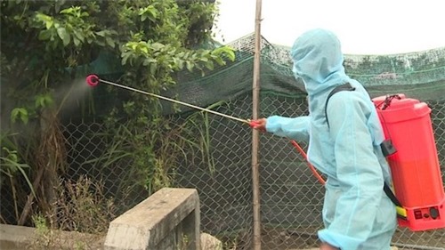 Xuất hiện ổ dịch cúm H5N6 độc lực cực mạnh ở Phú Yên