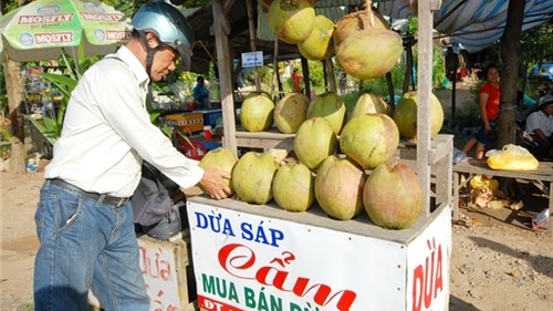 Dừa sáp Trà Vinh luôn hút hàng, giá bán khá cao