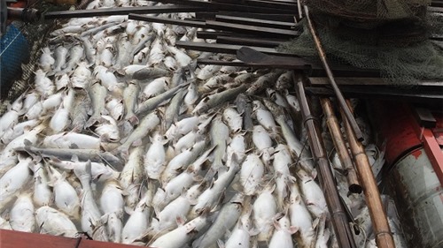 Đồng Nai: Cá nuôi bè trên sông La Ngà lại chết bất thường