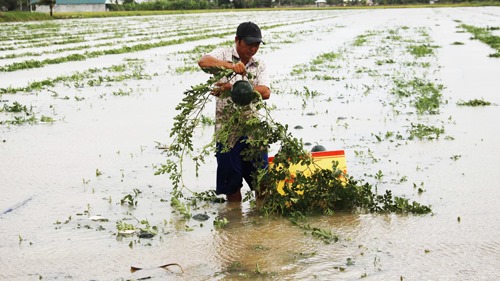 Gần 70 ha dưa hấu ngập trong biển nước, nông dân Cà Mau lo mất Tết