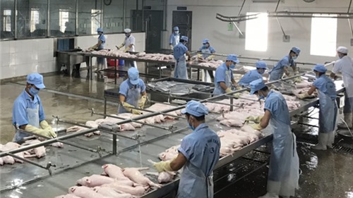 Kiểm tra các chuỗi sản xuất thịt lợn Việt Nam