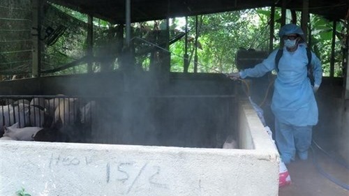 Tiền Giang: Phát hiện, tiêu hủy "ổ dịch lở mồm long móng" gần 1.200 con lợn