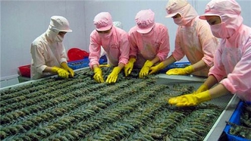 Trung Quốc đứng thứ 4 trong các thị trường xuất khẩu tôm của Việt Nam