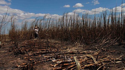 Đắk Lắk: Cánh đồng mía đang chờ thu hoạch bị cháy rụi