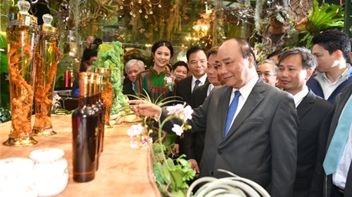 Thủ tướng kỳ vọng sâm Ngọc Linh sẽ làm nên dấu ấn cho ngành dược liệu Việt Nam