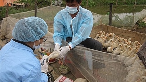 Hà Nội triển khai quyết liệt công tác phòng, chống dịch bệnh gia súc, gia cầm