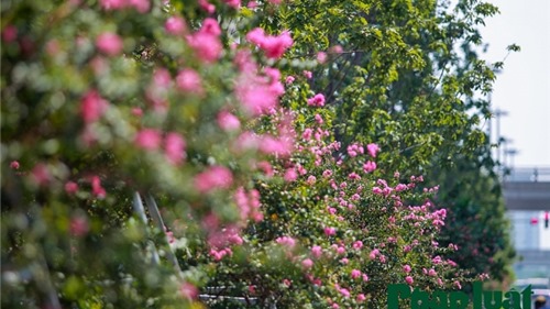 Ngắm đường hoa Tường Vi dài cả cây số trong nội thành Hà Nội