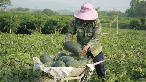 Hơn 1.130 tấn dưa hấu ứ đọng, nông dân Quảng Ngãi lao đao