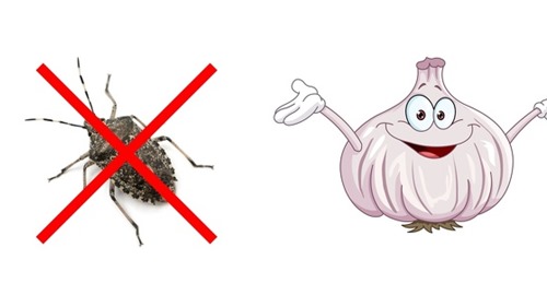 10 mẹo nhỏ đuổi sạch côn trùng ra khỏi nhà, gián biết bay cũng không thành vấn đề
