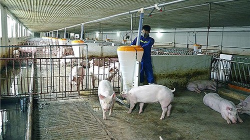 Hà Nội: Chủ động ngăn chặn bệnh dịch tả lợn Châu Phi