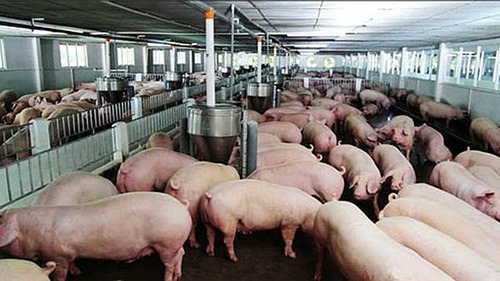 Chủ động chống buôn lậu lợn, sản phẩm của lợn từ nước ngoài vào Việt Nam