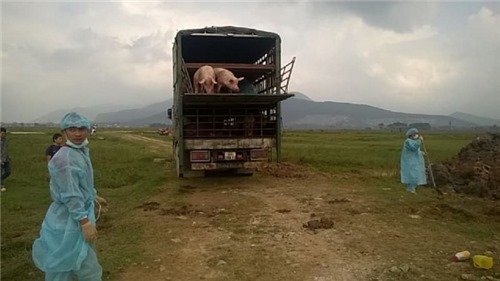 Tiêu hủy gần 100 con lợn bị bệnh lở mồm long móng