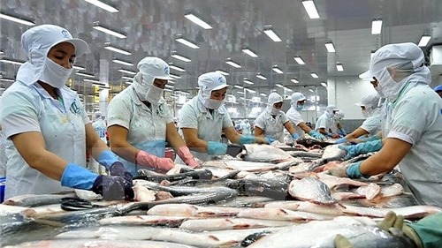 Cá tra Việt Nam cạnh tranh gay gắt tại thị trường EU