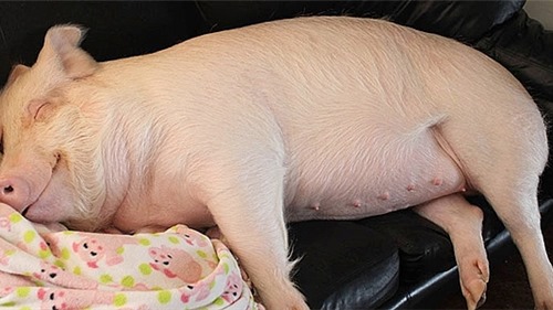 Năm mới bàn chuyện về lợn: Đâu chỉ là thực phẩm hằng ngày