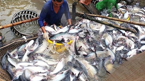 ASEAN tiếp tục là thị trường tiềm năng cho xuất khẩu cá tra?