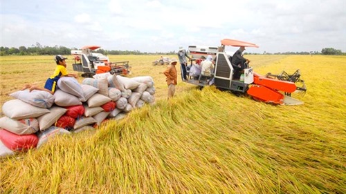 Giải quyết vấn đề lúa gạo giảm giá: Vẫn là câu chuyện chất lượng