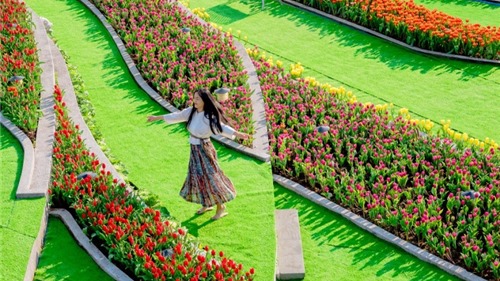 Cận cảnh vẻ đẹp rực rỡ của những vườn tulip “khủng”
