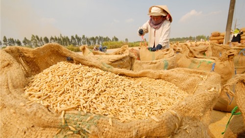 Tạo điều kiện giảm lãi suất và tăng hạn mức tín dụng cho sản xuất, kinh doanh lúa gạo