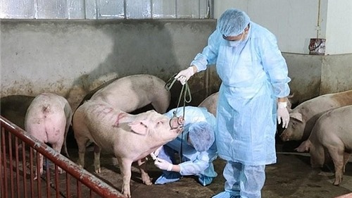 Xuất hiện tỉnh thứ 9 nhiễm dịch tả lợn châu Phi