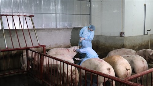 Dịch tả lợn đã lan ra 17 tỉnh thành, 23.000 con lợn bị tiêu hủy