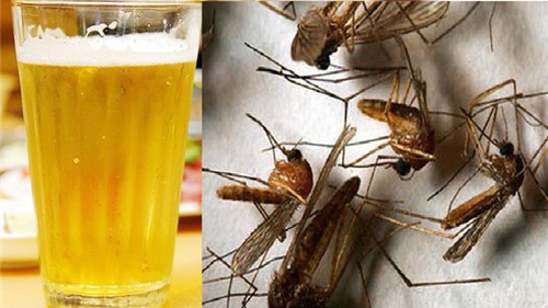 Thực hư mẹo dùng bia bắt sạch muỗi trong nhà