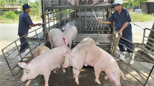 Siết chặt quản lý nhập khẩu lợn không rõ nguồn gốc xuất xứ tại đầu mối giao thông