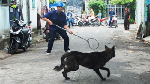 Bắt chó thả rông kiểu “chiến dịch”, danh sách nạn nhân ngày một dài
