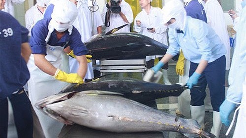 Xuất khẩu cá ngừ sang Trung Quốc tăng 771%
