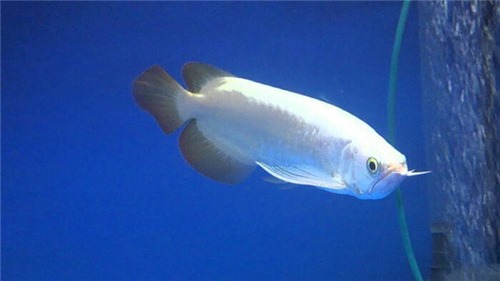 Ngắm vẻ đẹp của con cá màu trắng có giá ngang 1 chiếc siêu xe