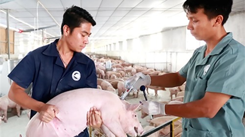 Bệnh lợn gạo rất khó có thể xảy ra với trình độ chăn nuôi hiện đại