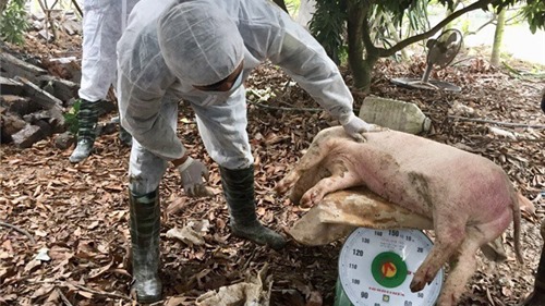 Hà Nội: Tốn hơn 200 tỷ đồng để tiêu hủy lợn nhiễm dịch tả Châu Phi