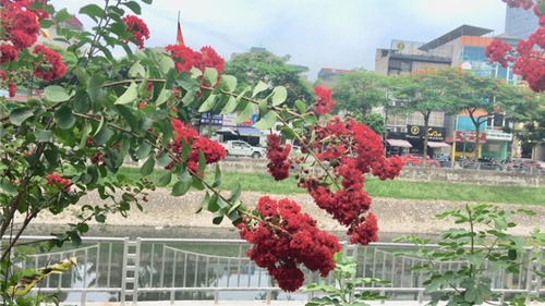 Chiêm ngưỡng vẻ kiêu sa của loài hoa dễ &#39;gây thương nhớ&#39; ở Hà Nội