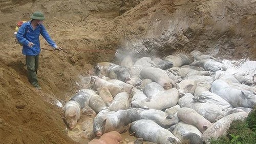 Phát hiện lợn bị dịch tả châu Phi đưa đi tiêu thụ