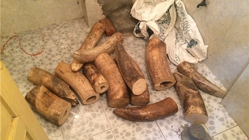 Thu giữ 207 kg ngà voi tại Hà Nội