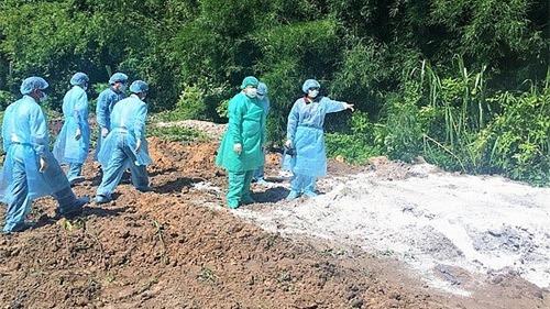 Tây Ninh công bố nhiễm dịch tả lợn châu Phi