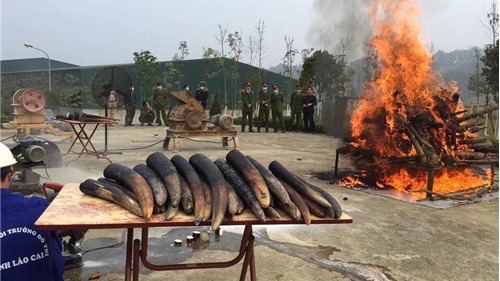 Tiêu hủy ngà voi, sừng tê cần trở thành thông lệ để khẳng định cam kết của Việt Nam