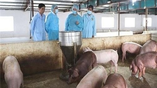 Hà Nội: Gần 50% số xã, phường qua 30 ngày không phát sinh lợn mắc bệnh tả lợn châu Phi