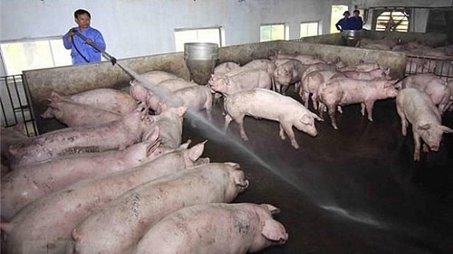 Những biện pháp cần triển khai khi tái đàn lợn sau thời điểm xảy ra dịch tả lợn châu Phi