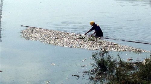Hà Nội: Nguyên nhân khiến cá chết hàng loạt ở hồ điều hòa Yên Sở