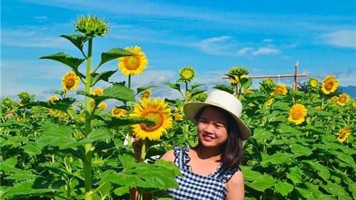 Mê mẩn với cánh đồng hoa hướng dương tại Quảng Nam