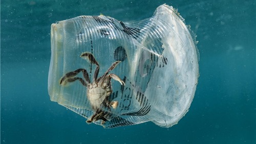 Báo động ô nhiễm đại dương do rác thải nhựa