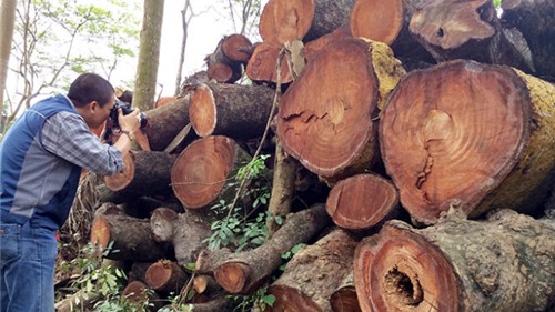 Vụ chặt hạ cây xanh: Bán được hơn 1 tỉ đồng tiền gỗ