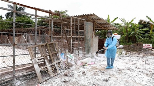 Hà Nội: Hỗ trợ người dân tiêu hủy lợn bệnh