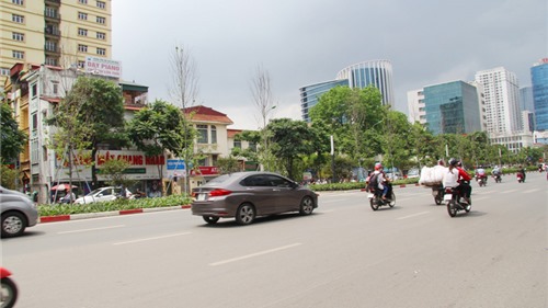 Hà Nội: Cây phong lá đỏ xơ xác trên các tuyến phố