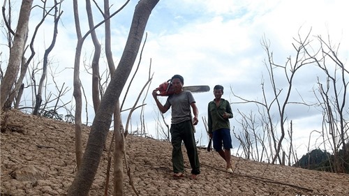 Rừng cây khô trồi lên tua tủa dưới lòng hồ thủy điện lớn nhất Bắc Trung Bộ