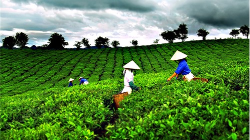 Festival trà Thái Nguyên tôn vinh tinh hoa trà Việt