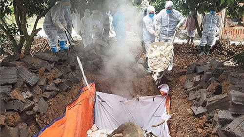 Xuất hiện ổ dịch tả lợn châu Phi thứ 3 tại tỉnh Quảng Ninh