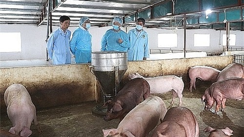 Hà Nội: Đẩy nhanh việc hỗ trợ thiệt hại cho người chăn nuôi để tránh bán chạy, lây lan dịch